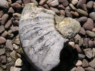 fossil-1