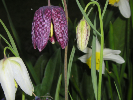 fritillary