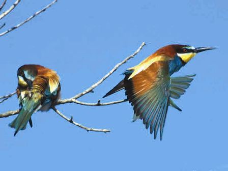 bee-eaters-1