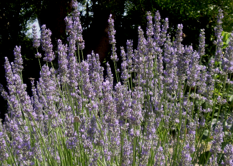 Lavender