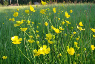 buttercups 2