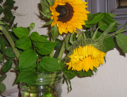 sunflowers