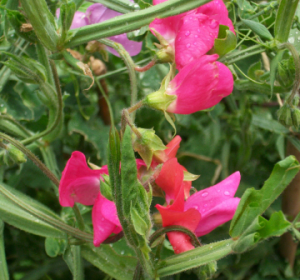 sweet peas 2