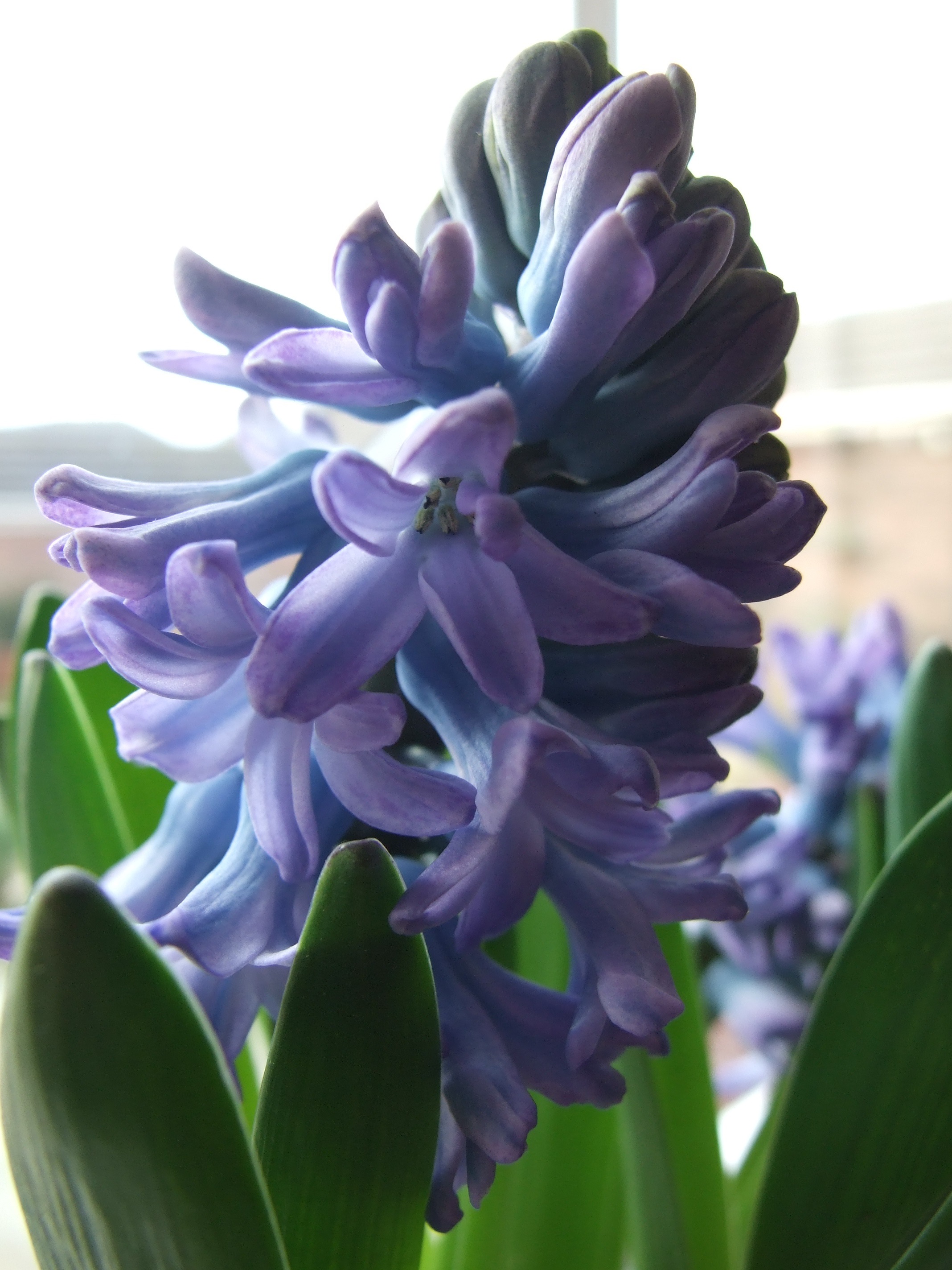 hyacinth