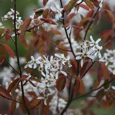 Buy June berry Amelanchier lamarckii: £79.99 Delivery by Crocus